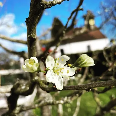 Dreher Hof Apartment